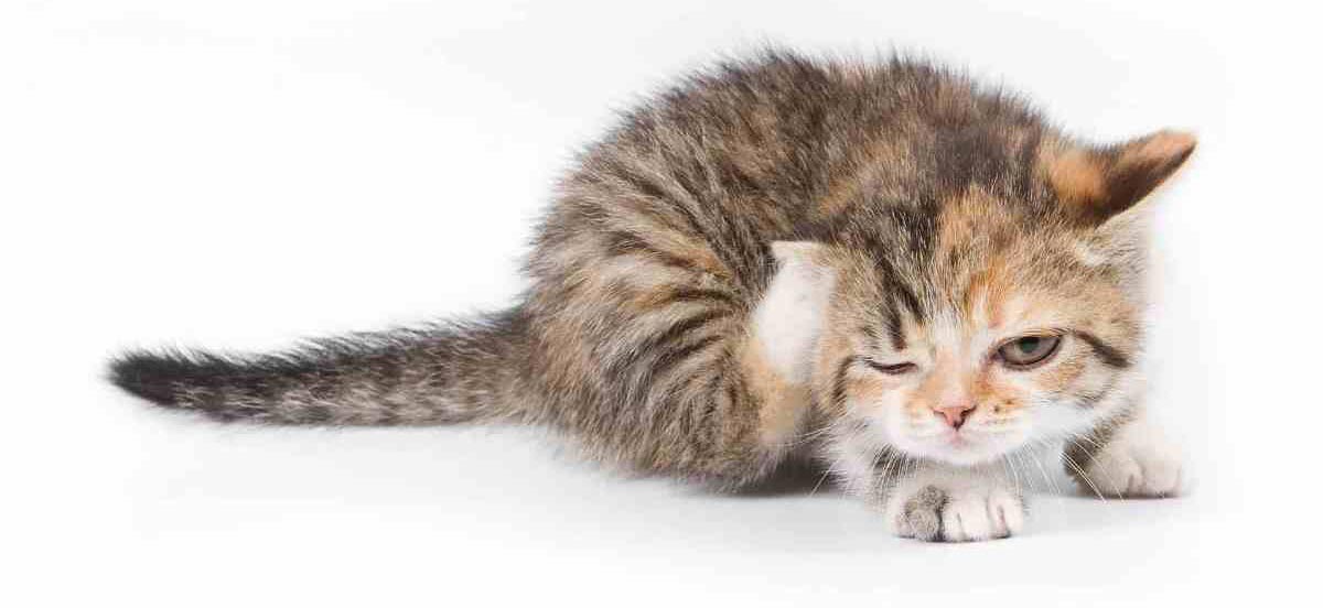 Блошиний дерматит у котів, кішок і кошенят